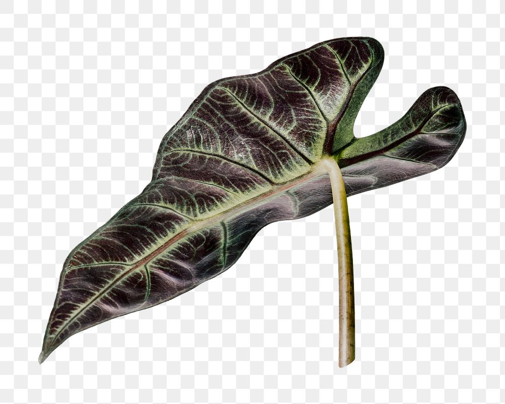Tropical alocasia leaf png, transparent background