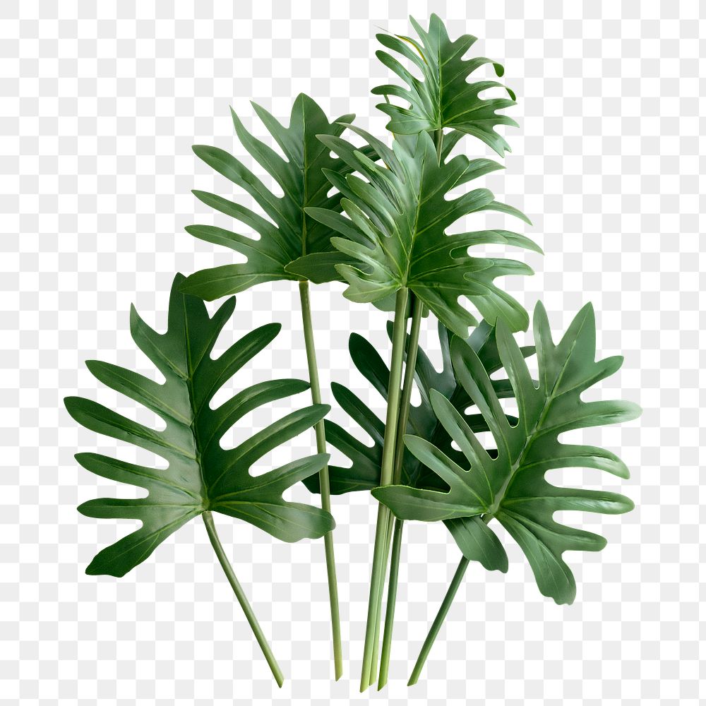 PNG Fresh green Philodendron Xanadu leaves  transparent background