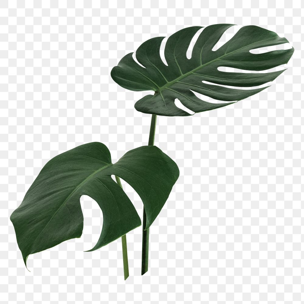PNG Split leaf philodendron, monstera plant transparent background