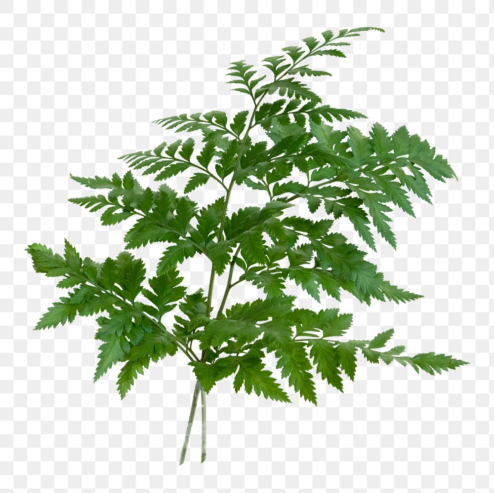 PNG Fresh green leatherleaf fern  transparent background