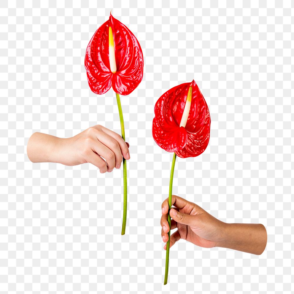 PNG PNG red anthuriums, held by hands transparent background