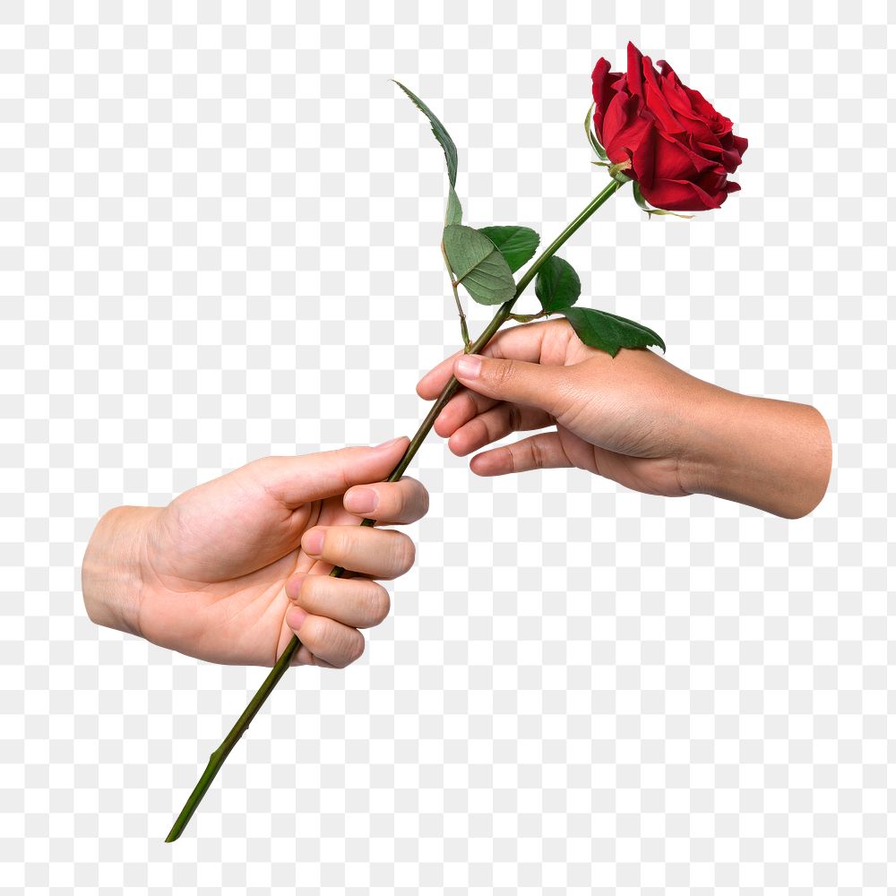 PNG Red rose, given to lover transparent background