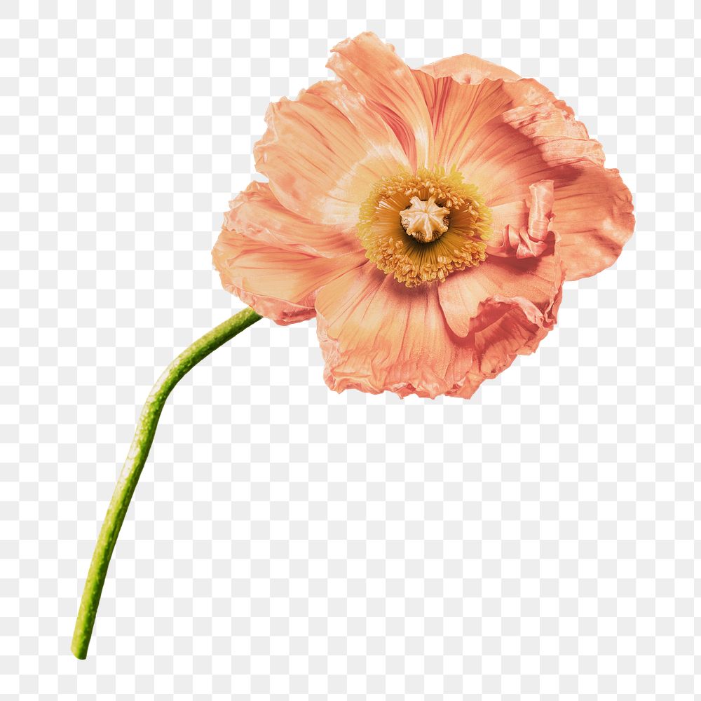 PNG Poppy flower, collage element, transparent background