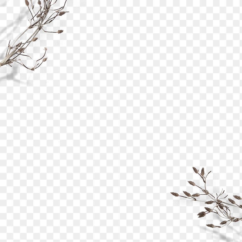 Dry flower border png, transparent background