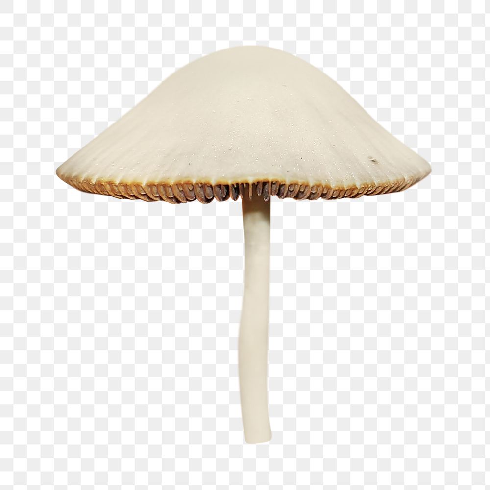 Organic white mushroom  png, transparent background