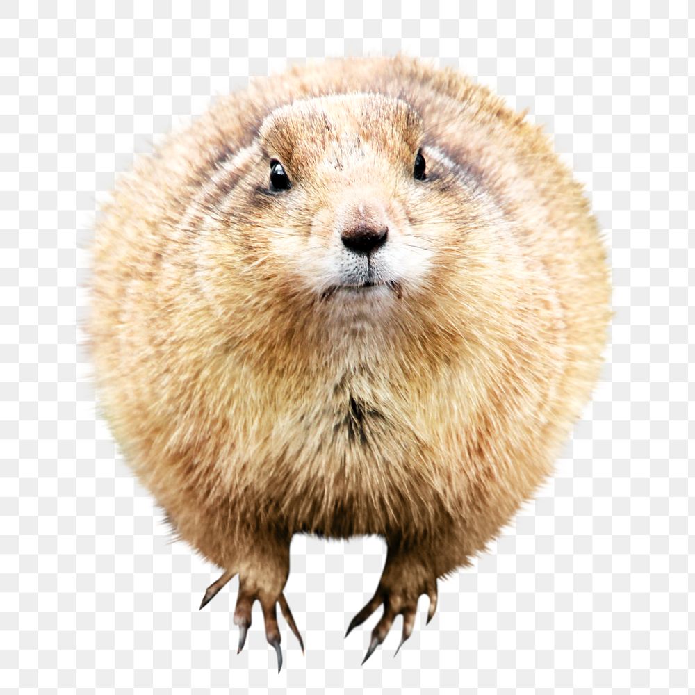 Gopher animal png collage element, transparent background