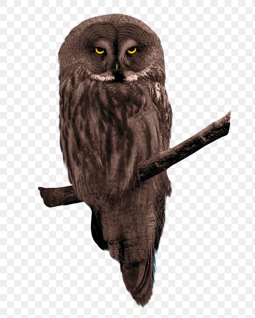 Black owls png, transparent background