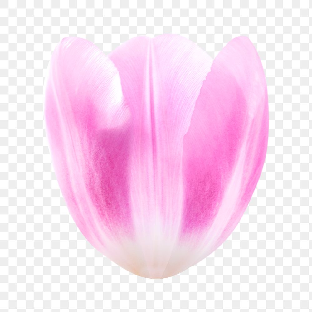 Pink tulip png flower, transparent background