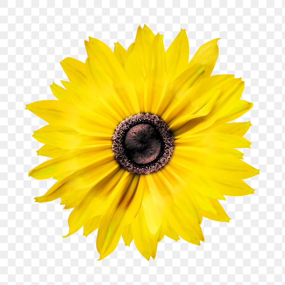 Sunflower png collage element, transparent background