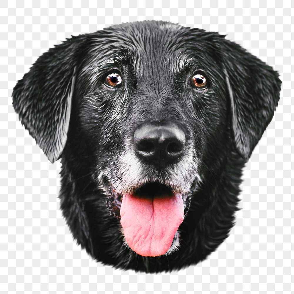 Black dog png, collage element, transparent background