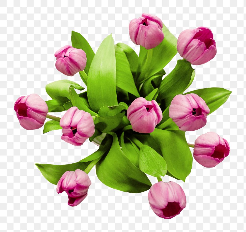 Pink tulip png flowers, transparent background