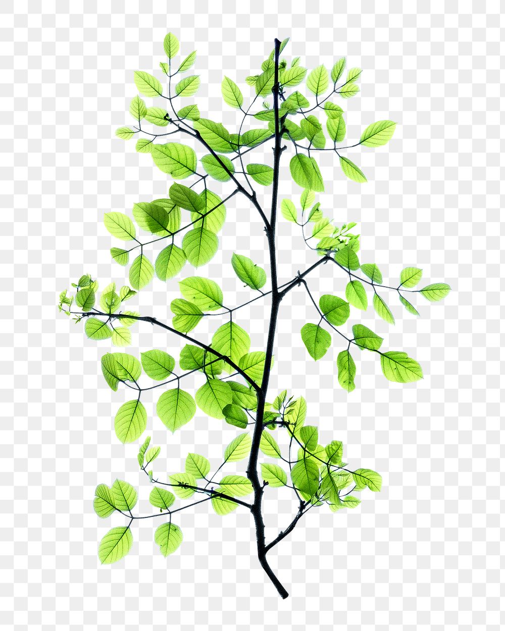 Green tree branch png, transparent background