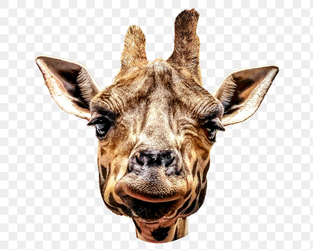 Giraffe face png, design element, transparent background