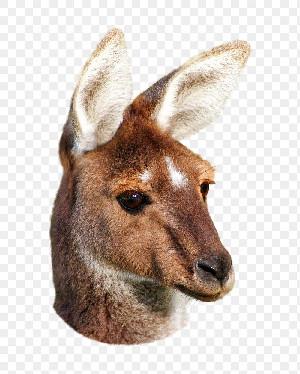 Kangaroo head png collage element, transparent background