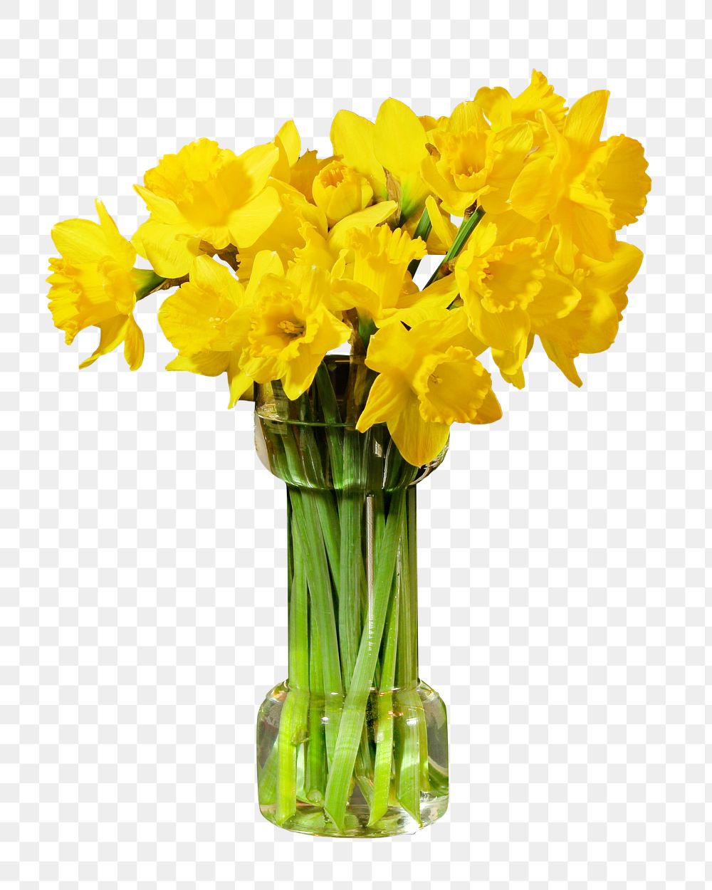 Flower case png daffodil, transparent background