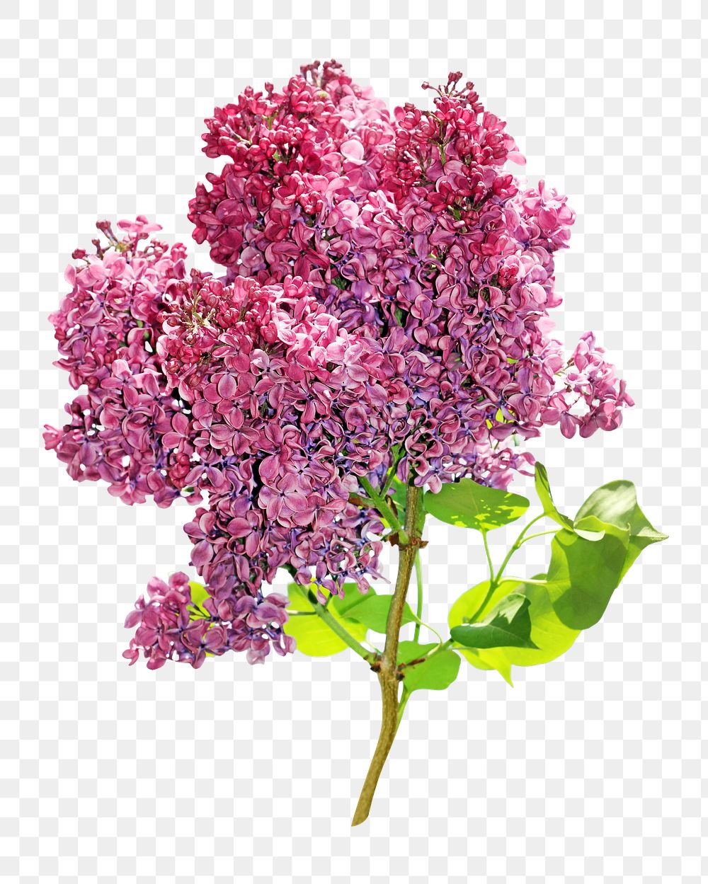 Purple lilac png image, transparent background