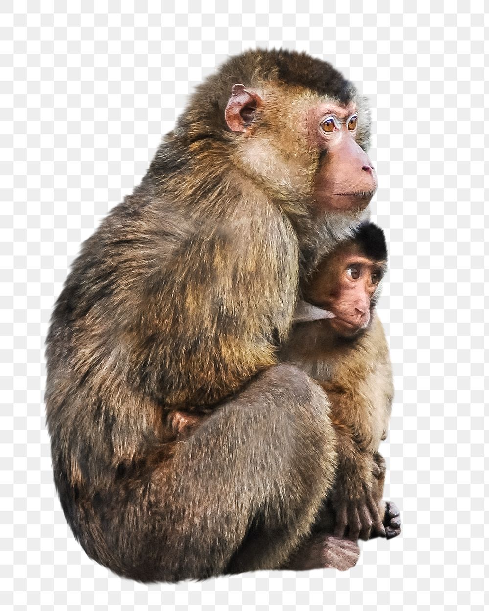 Breastfeeding monkey png collage element, transparent background