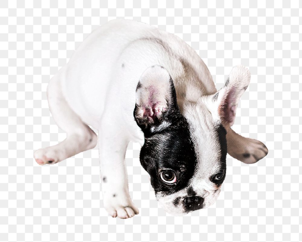 White dog png collage element, transparent background