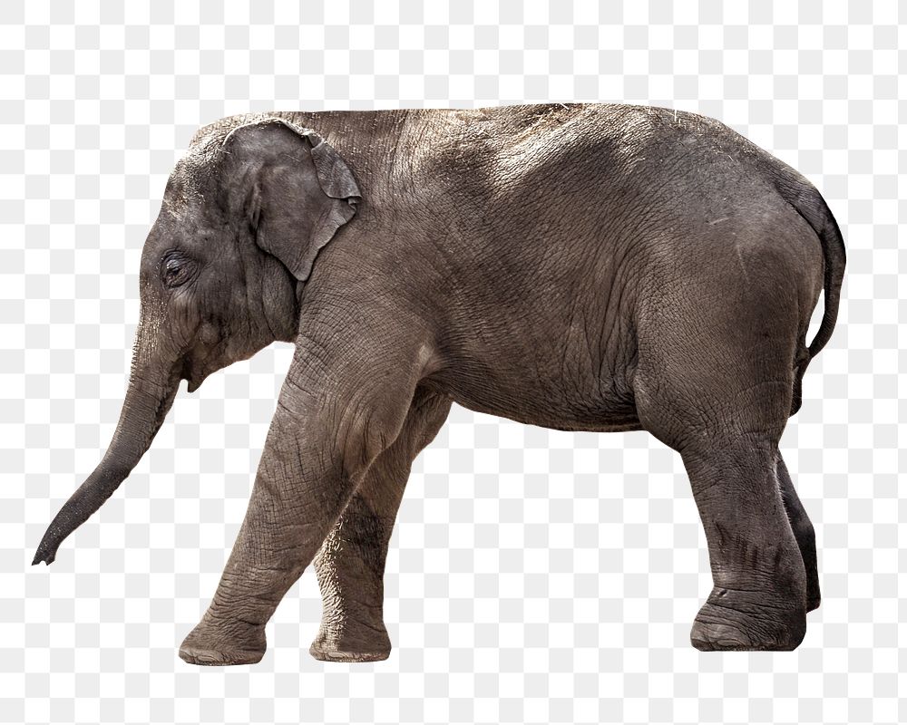 Wild elephant png, design element, transparent background