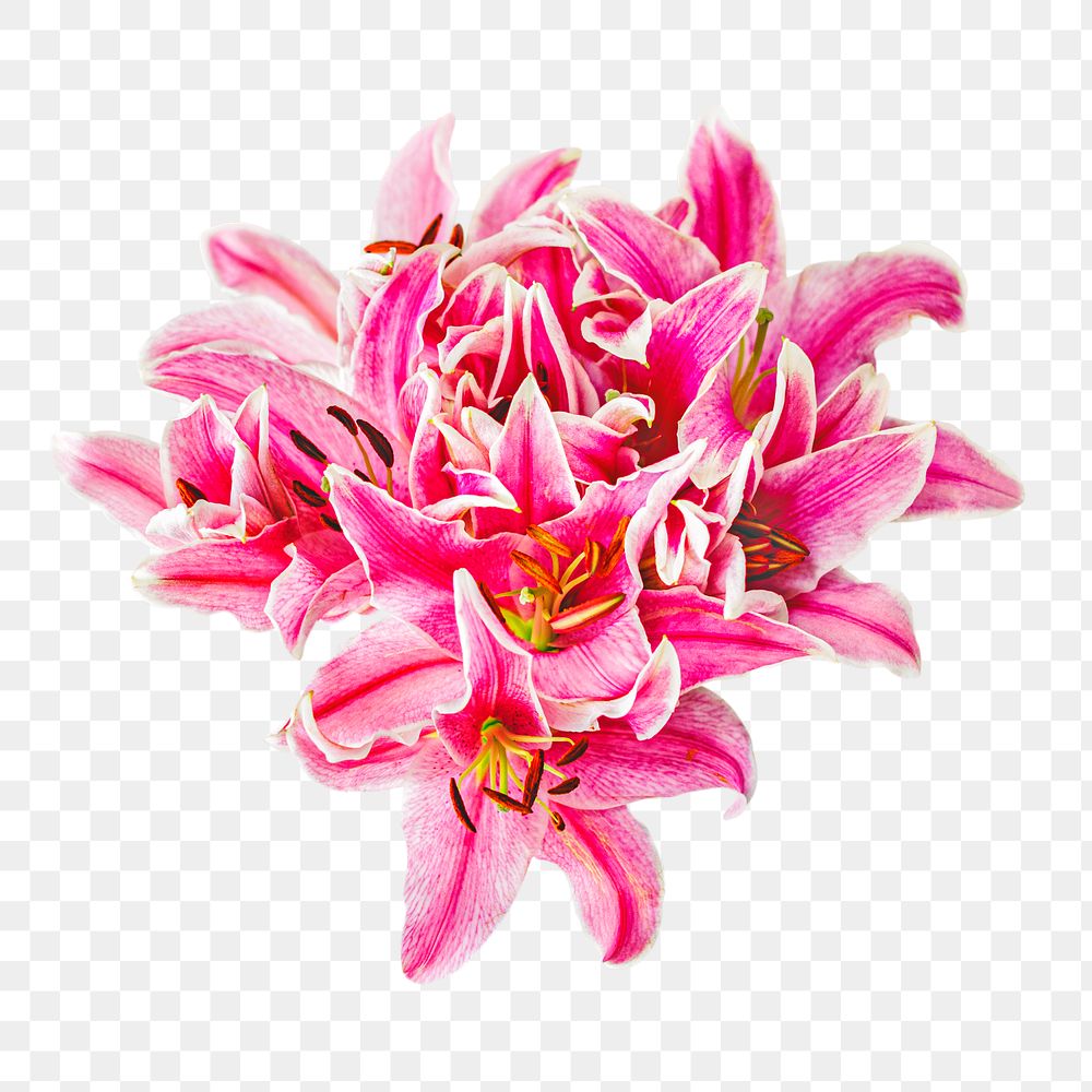 Pink Lilly flower png, transparent background