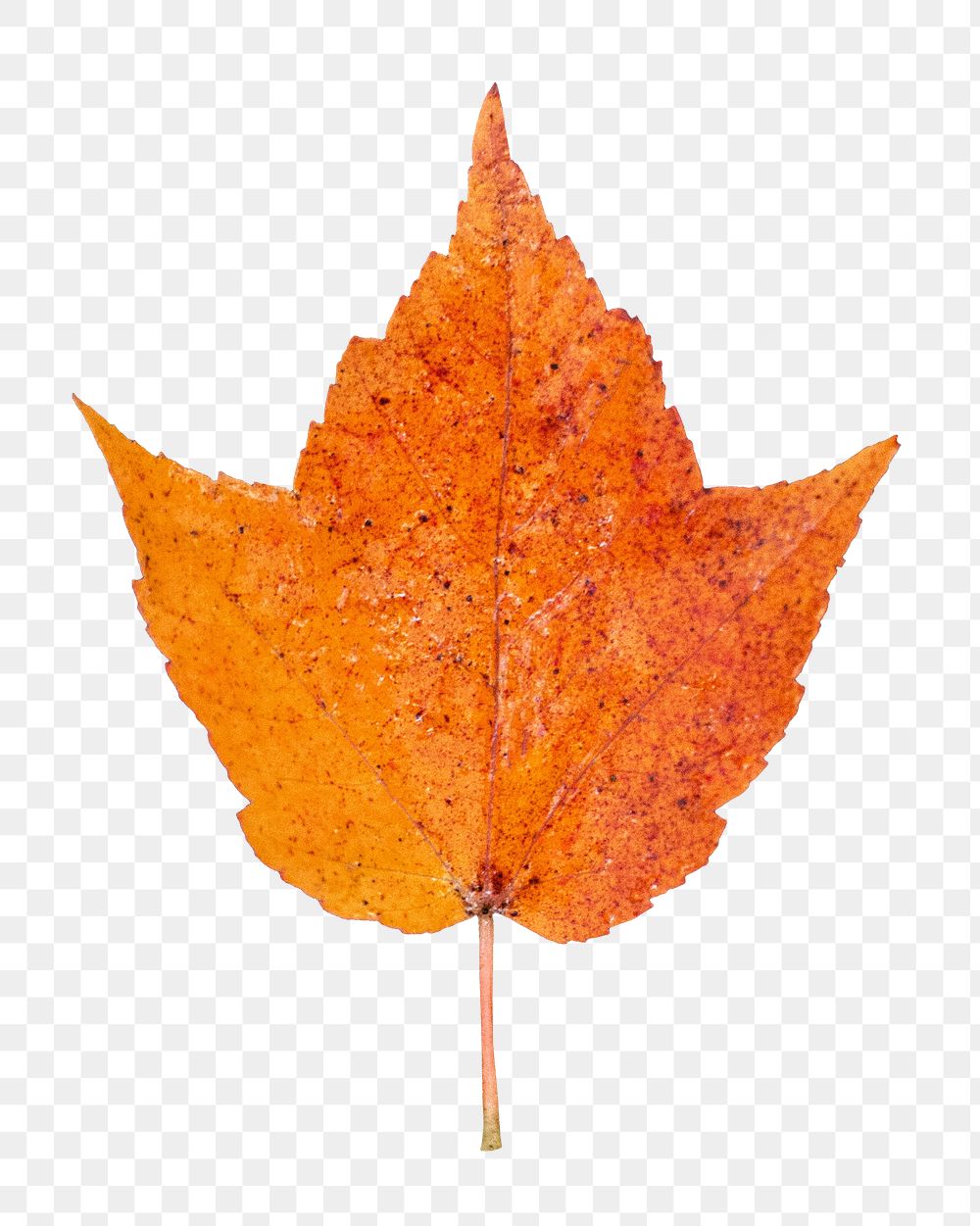 Autumn leaf png, transparent background