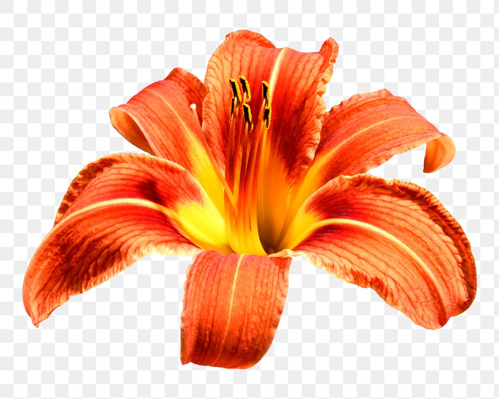 Orange day-lily png flower, transparent background