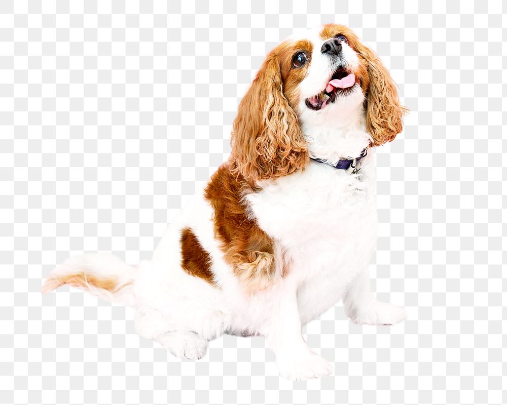 PNG cavalier king charles spaniel dog, collage element, transparent background