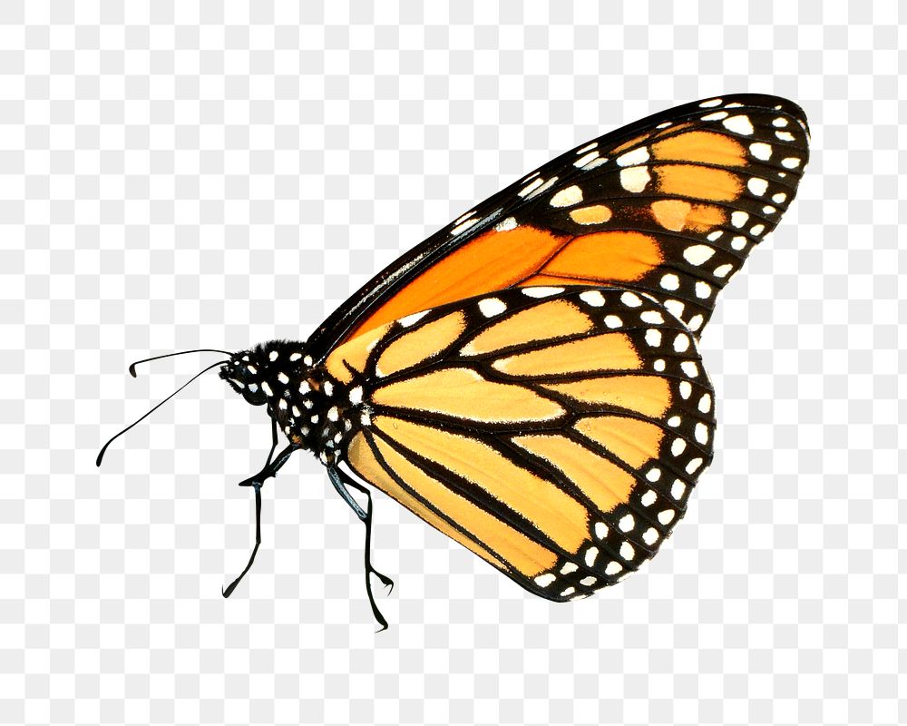 Monarch butterfly png, transparent background