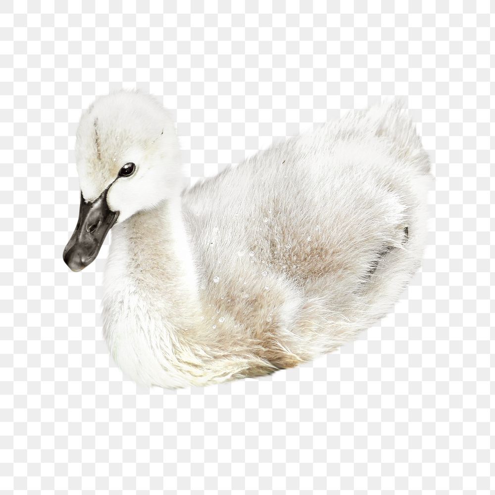 Cygnet swan png, transparent background