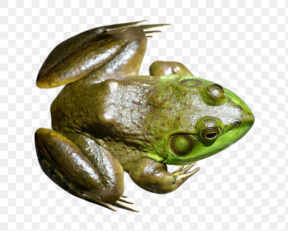 Png brown frog element, transparent background