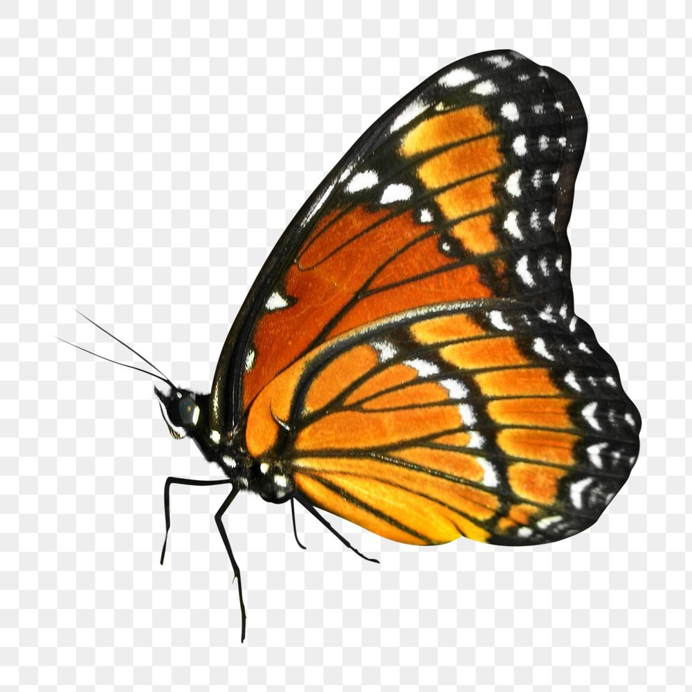 Png orange Monarch butterfly element, transparent background