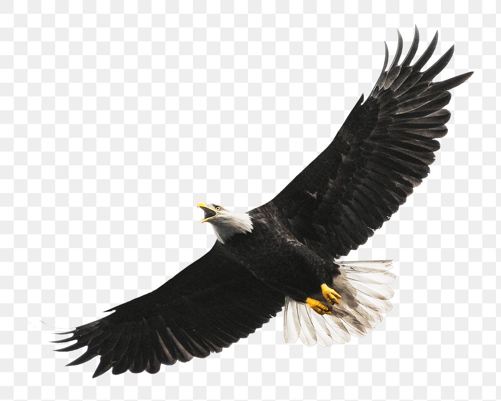 Flying eagle bird png, transparent background