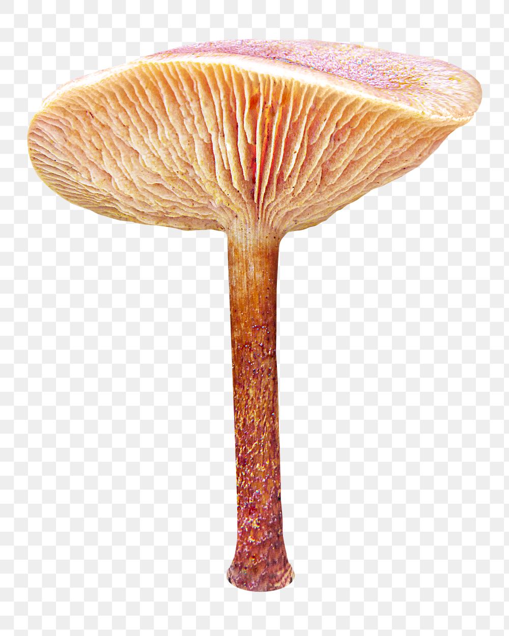 PNG Pholiota fungus, collage element, transparent background
