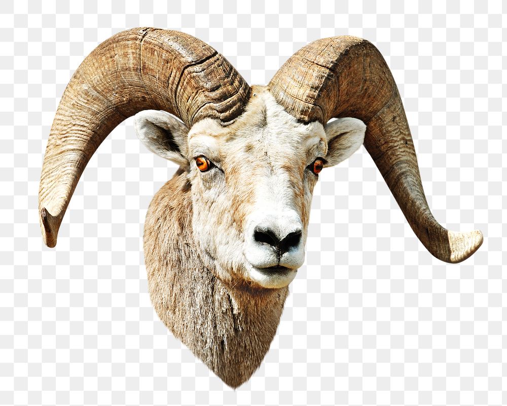 Png Mountain goat animal element, transparent background