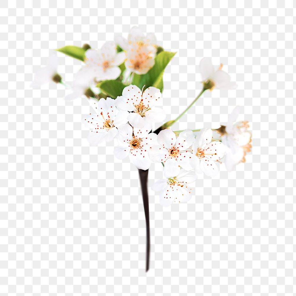 PNG White cherry blossom  , collage element, transparent background