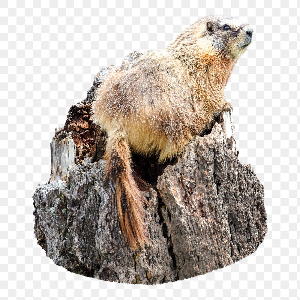 PNG Yellow-bellied marmot, collage element, transparent background