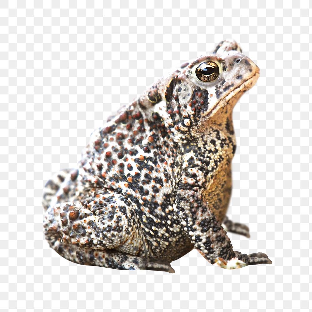 Png American toad element, transparent background
