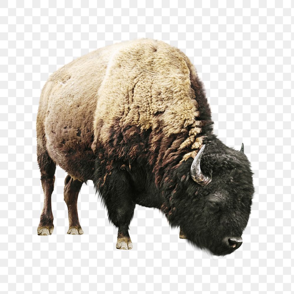 Png bison animal element, transparent background