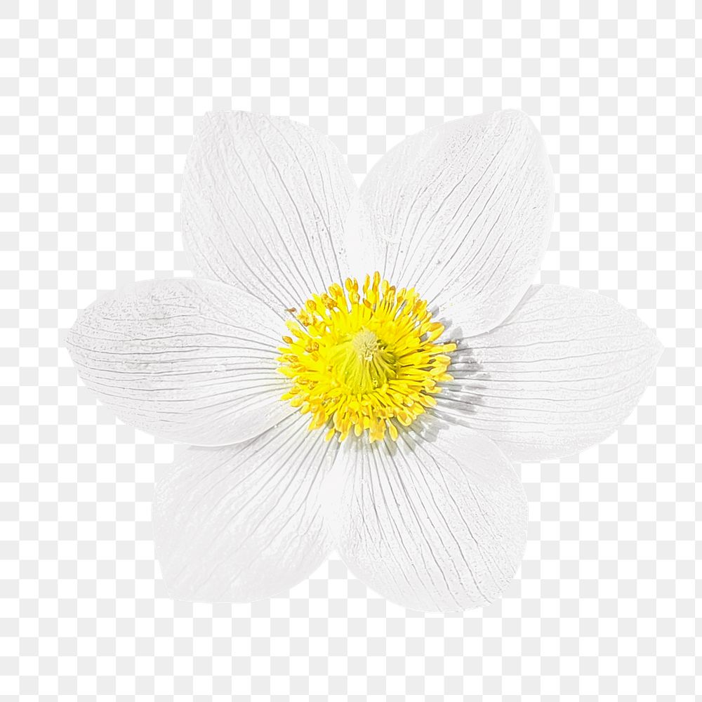 Png white Pasque flower element, transparent background