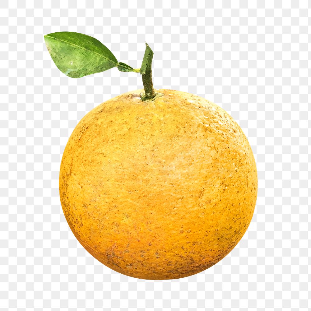 Png fresh Valencia orange element, transparent background