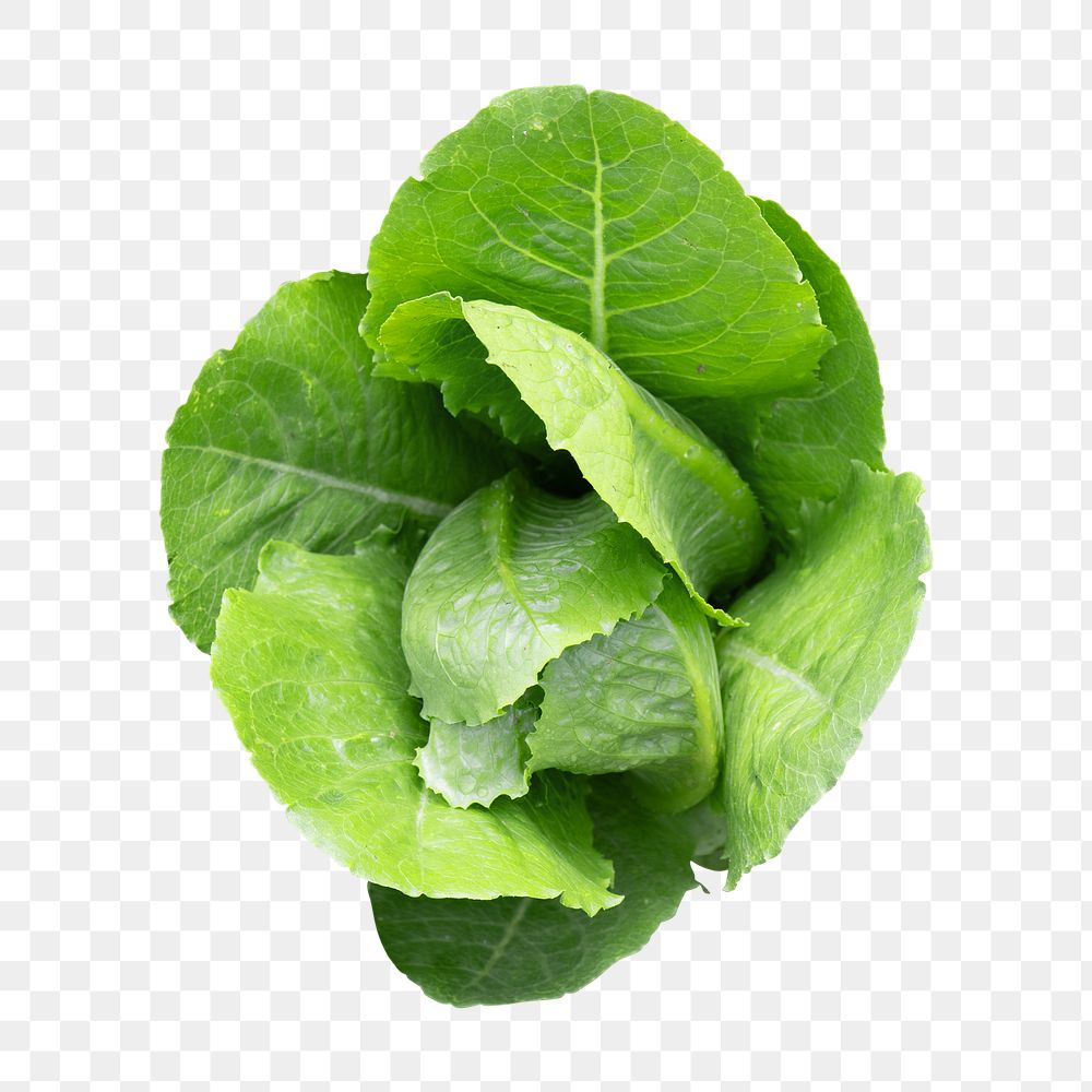 Png organic lettuce element, transparent background
