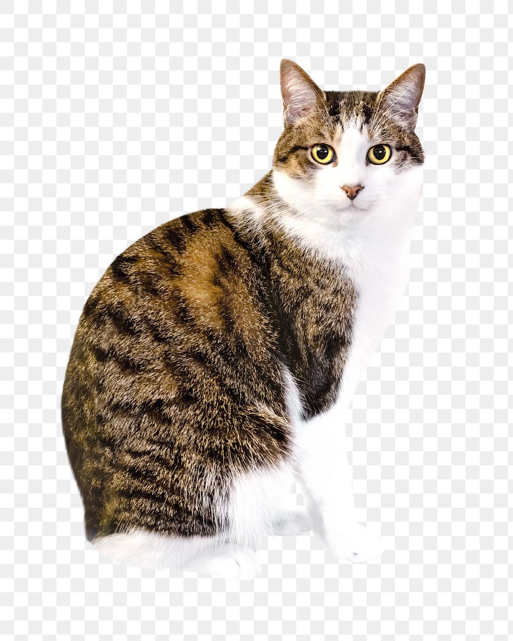 Png cute striped cat pet element, transparent background