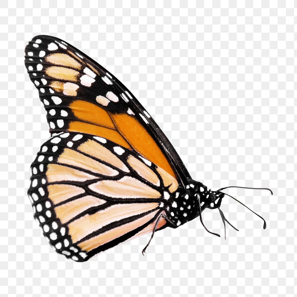 Png monarch butterfly element, transparent background