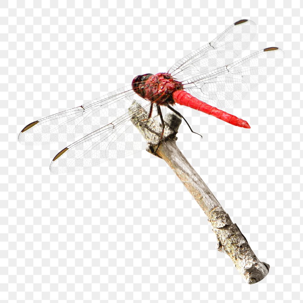 Png red dragonfly element, transparent background