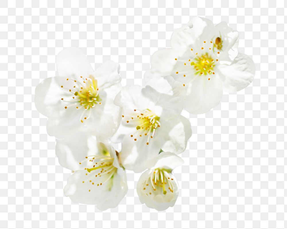 PNG White cherry blossom, collage element, transparent background