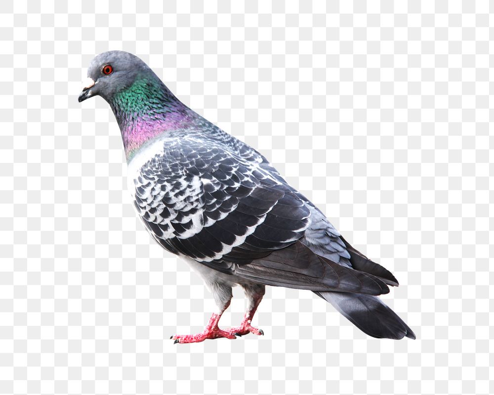 Png pigeon bird element, transparent background