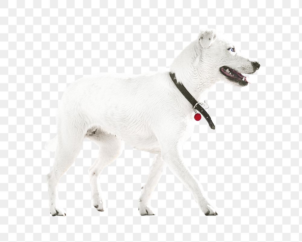 Png white dog pet element, transparent background