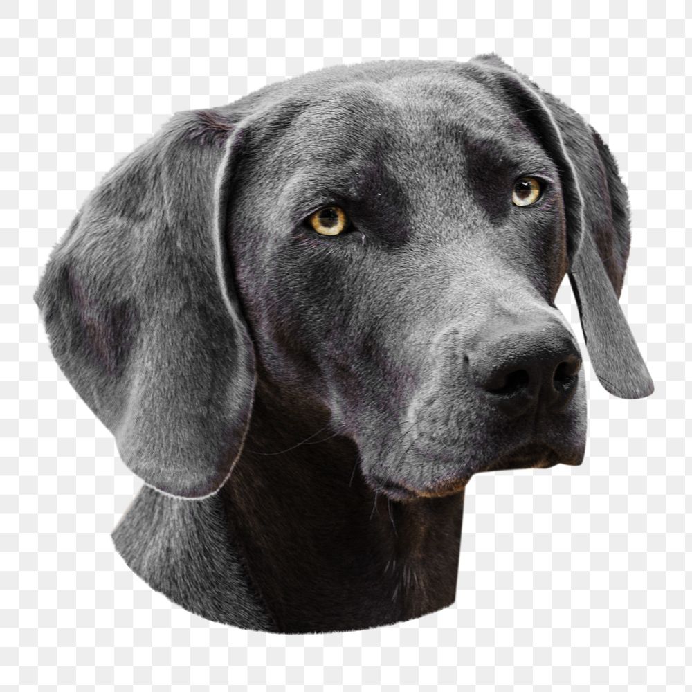 PNG gray dog, collage element, transparent background