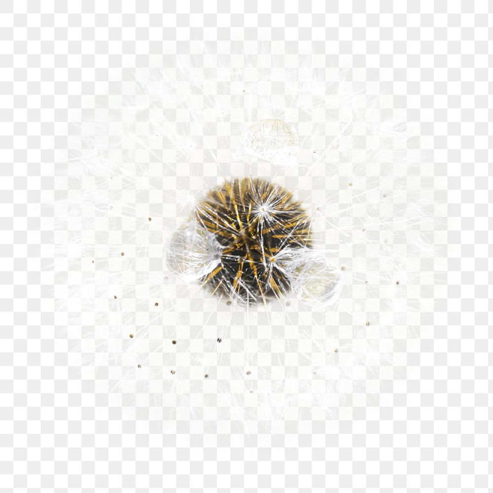 Png dandelion flower element, transparent background