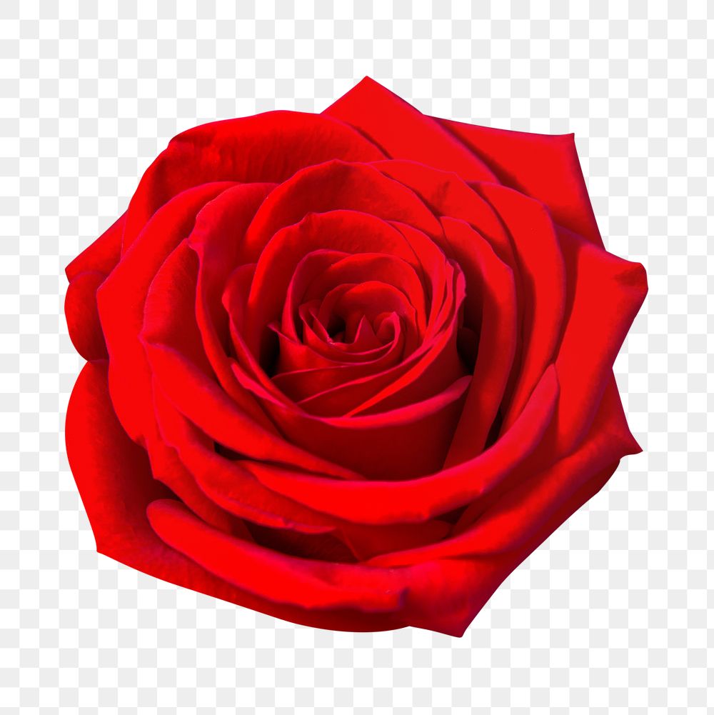 Red rose png flower, transparent background